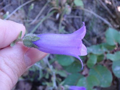 Campanula komarovii, photographed by Сергей Крыленко