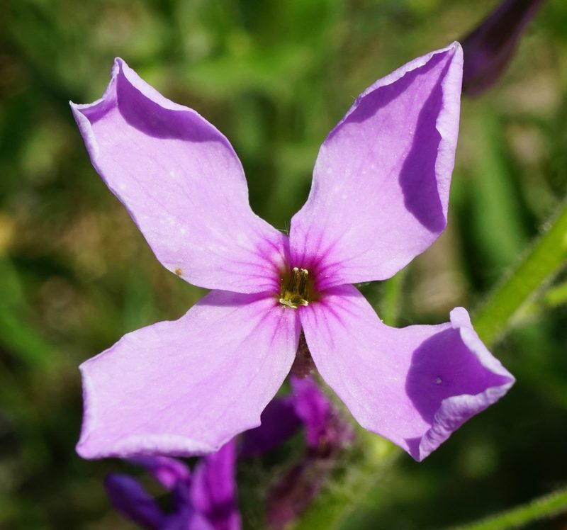 Hesperis sylvestris, photographed by Patrick Hacker