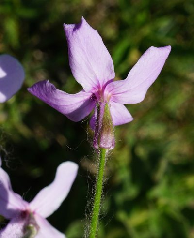 Hesperis sylvestris, photographed by Patrick Hacker