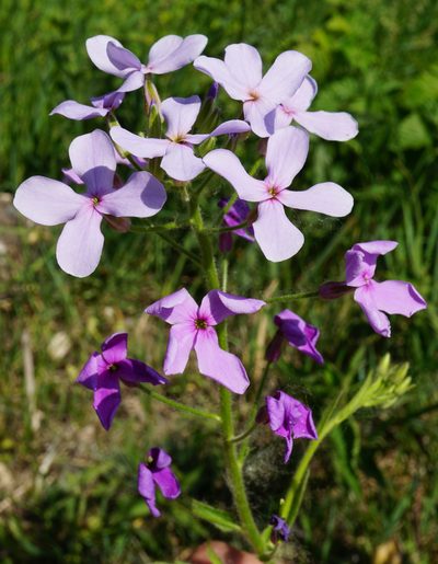 Hesperis sylvestris, photographed by Patrick Hacker