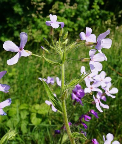 Hesperis sylvestris, photographed by Patrick Hacker