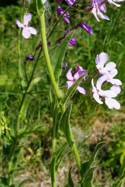 Hesperis sylvestris, photographed by Patrick Hacker