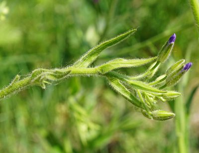 Hesperis sylvestris, photographed by Patrick Hacker