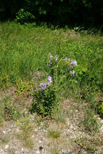 Hesperis sylvestris, photographed by Patrick Hacker