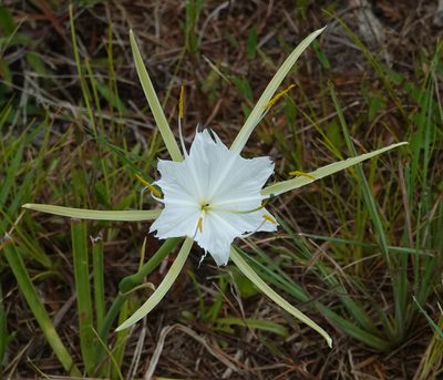 Hymenocallis palmeri, photographed by Claire Herzog