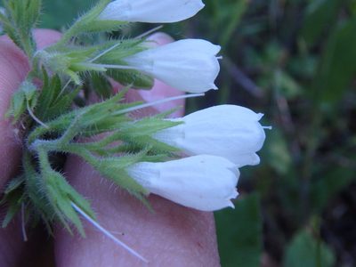 Symphytum tauricum, photographed by Сергей Крыленко