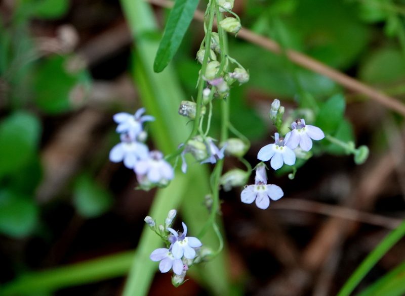 Lobelia homophylla, photographed by Claire Herzog