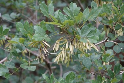 Fraxinus caroliniana, photographed by Claire Herzog
