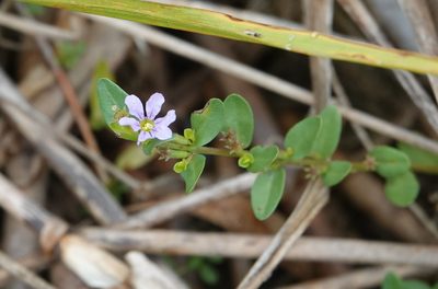 Lythrum flagellare, photographed by Claire Herzog