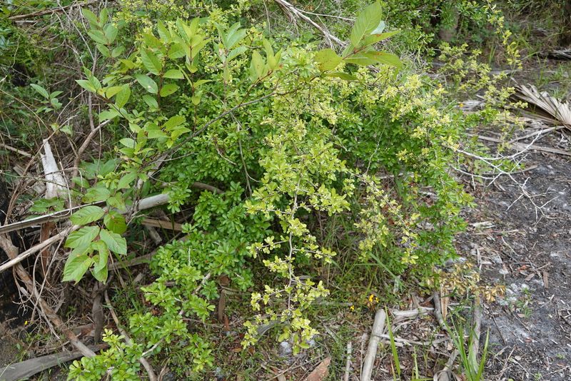 Sideroxylon reclinatum, photographed by Claire Herzog