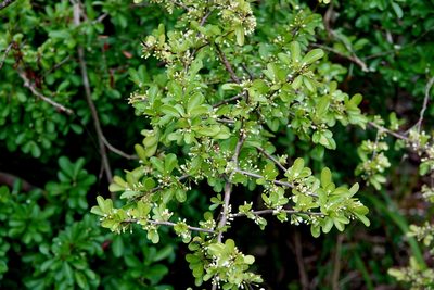 Sideroxylon reclinatum, photographed by Claire Herzog