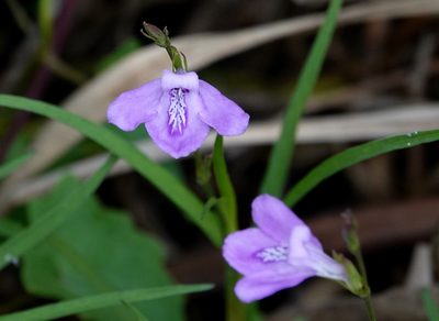 Dianthera angusta, photographed by Claire Herzog