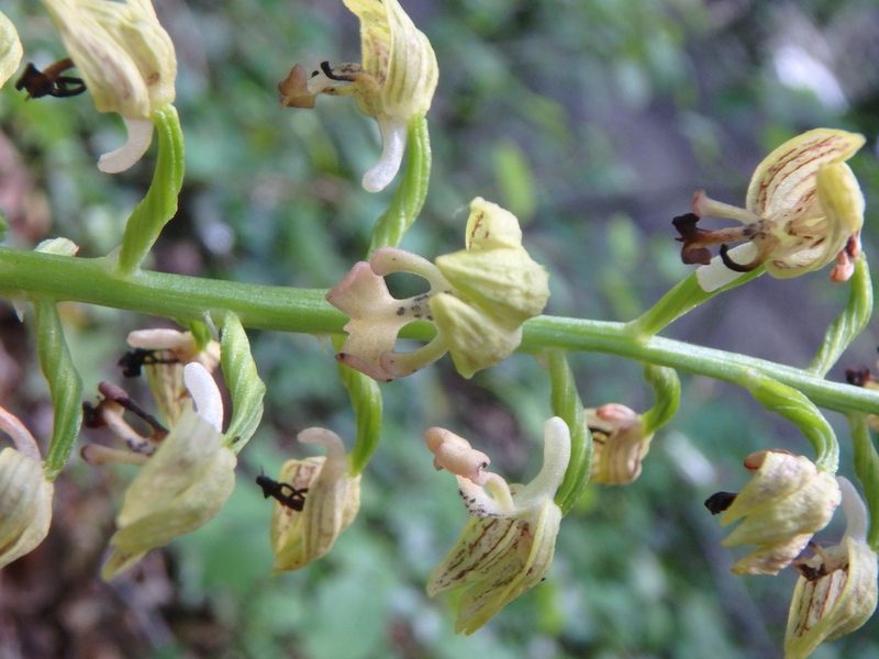 Orchis punctulata, photographed by Сергей Крыленко