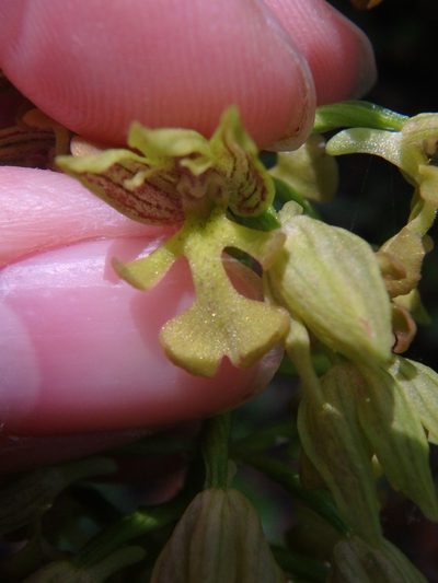 Orchis punctulata, photographed by Сергей Крыленко