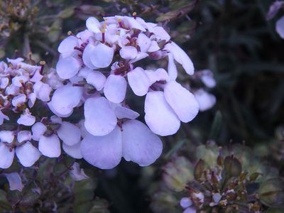 Iberis simplex, photographed by Сергей Крыленко