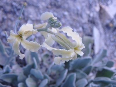Matthiola odoratissima, photographed by Сергей Крыленко