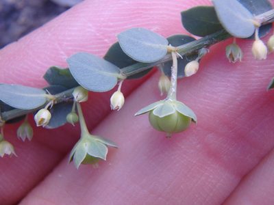 Andrachne telephioides, photographed by Сергей Крыленко