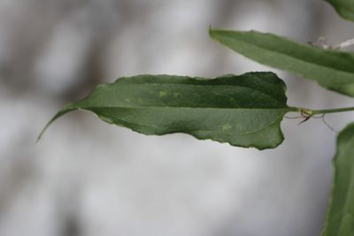 Smilax moranensis, photographed by Juan Cruzado Cortés
