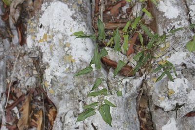 Smilax moranensis, photographed by Juan Cruzado Cortés