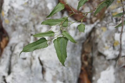 Smilax moranensis, photographed by Juan Cruzado Cortés