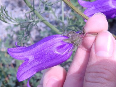Campanula komarovii, photographed by Сергей Крыленко