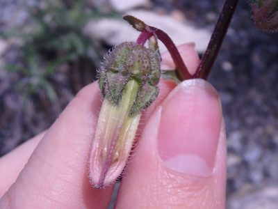 Campanula komarovii, photographed by Сергей Крыленко