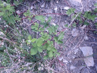 Rubus canescens, photographed by Сергей Крыленко