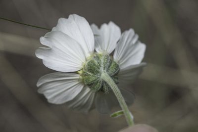 Hymenopappus newberryi, photographed by Craig Martin