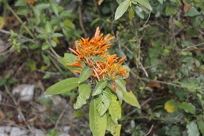 Justicia spicigera, photographed by Juan Cruzado Cortés