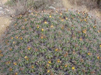 Ferocactus robustus, photographed by Guillermo Huerta Ramos