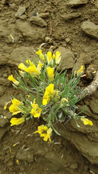 Physaria spatulata, photographed by Tait Sougstad