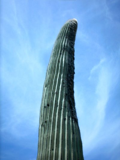 Cephalocereus columna-trajani, photographed by Guillermo Huerta Ramos