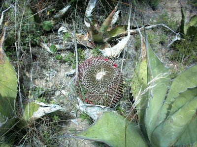 Mammillaria mystax, photographed by Guillermo Huerta Ramos