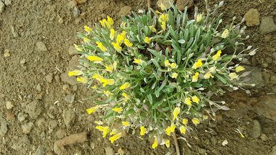 Physaria spatulata, photographed by Tait Sougstad