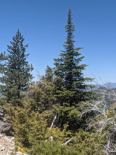 Abies bracteata, photographed by Alex Heyman