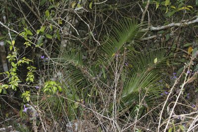 Ceratozamia kuesteriana, photographed by Juan Cruzado Cortés