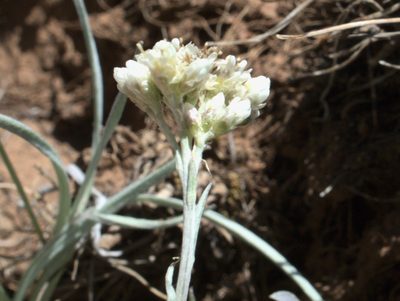 Antennaria luzuloides, photographed by Tom Wainwright