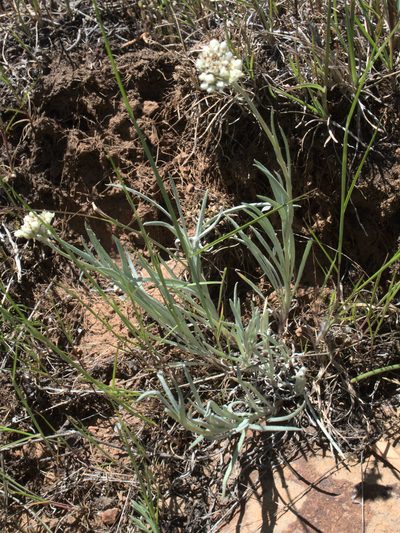Antennaria luzuloides, photographed by Tom Wainwright