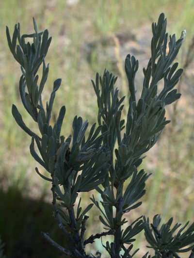Artemisia rigida, photographed by Tom Wainwright