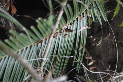 Ceratozamia kuesteriana, photographed by Juan Cruzado Cortés
