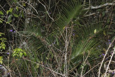 Ceratozamia kuesteriana, photographed by Juan Cruzado Cortés