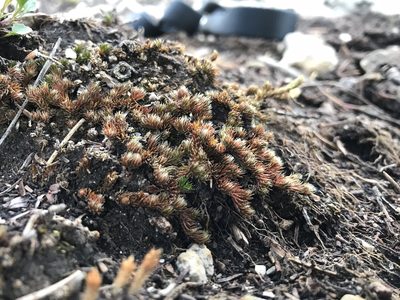 Selaginella standleyi, photographed by Caleb Catto