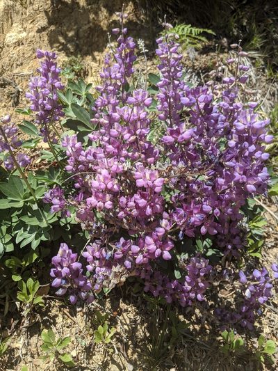 Lupinus cervinus, photographed by Alex Heyman