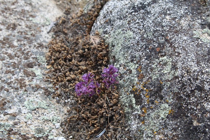 Allium abramsii, photographed by Brandon Wheeler