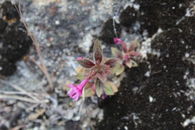 Diplacus graniticola, photographed by Brandon Wheeler