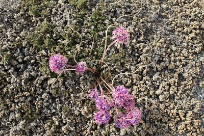 Allium fimbriatum, photographed by Brandon Wheeler