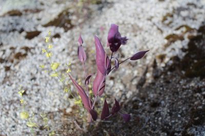 Streptanthus farnsworthianus, photographed by Brandon Wheeler