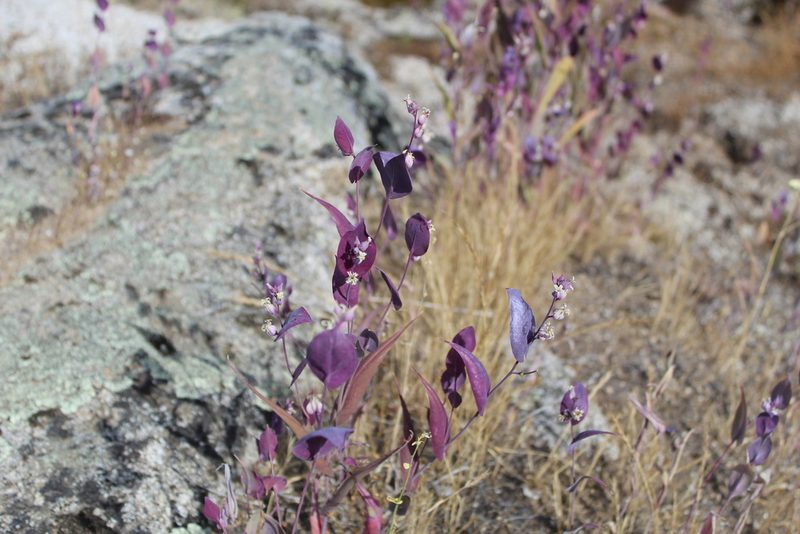 Streptanthus farnsworthianus, photographed by Brandon Wheeler
