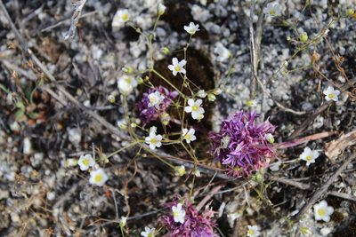 Eremogone kingii, photographed by Brandon Wheeler