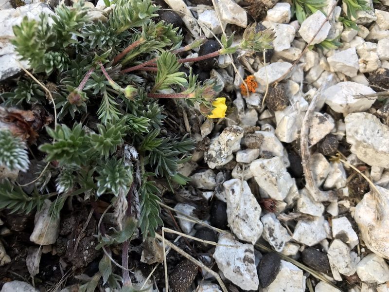 Potentilla ovina, photographed by Caleb Catto